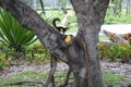 Squirrel eating mango in public park Royalty Free Stock Photo