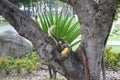 Squirrel eating mango in public park Royalty Free Stock Photo