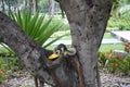 Squirrel eating mango in public park Royalty Free Stock Photo