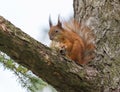 Squirrel eating mushroom on branch of pine