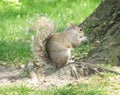 Squirrel eating a nut
