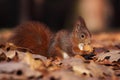 Squirrel eating nut at autumn leafs Royalty Free Stock Photo