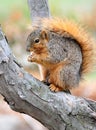 Squirrel eating nut on branch