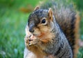 Squirrel eating nut Close up right