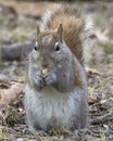 Squirrel Eating a Nut