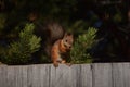 Red squirrel eats nut on the fence Royalty Free Stock Photo