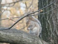 Squirrel Royalty Free Stock Photo