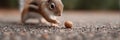 A squirrel is eating a nut on the ground Royalty Free Stock Photo