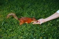 Squirrel eating a nut from a hand Royalty Free Stock Photo