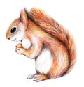 Squirrel eating nut pencils drawing illustration on white background.