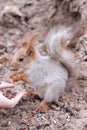 Squirrel eating nut from hand