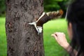 Squirrel eating nut out of little child girl hand,squirrel hungry on tree trunk in nature,asian girl feeding wild animals in Royalty Free Stock Photo