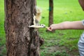 Squirrel eating nut out of little child girl hand,squirrel hungry on tree trunk in nature,asian girl feeding wild animals in Royalty Free Stock Photo