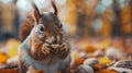 Squirrel Eating Nut in Pile of Leaves Royalty Free Stock Photo