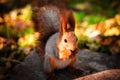 squirrel eating nut Royalty Free Stock Photo