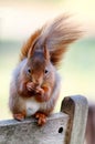 A squirrel eating a nut Royalty Free Stock Photo