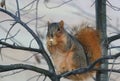 Squirrel eating a nut on tree branch at local park in Indiana Royalty Free Stock Photo