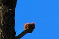 Squirrel eating a nut on a tree against the blue sky Royalty Free Stock Photo