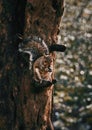 Squirrel eating a nut in a tree during autumn Royalty Free Stock Photo