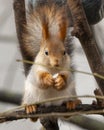 A squirrel is eating a nut from a tree branch Royalty Free Stock Photo