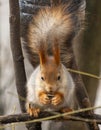 A squirrel is eating a nut from a tree branch Royalty Free Stock Photo