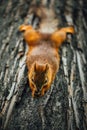 Squirrel eating a nut on a tree, textured tree bark background