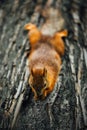 Squirrel eating a nut on a tree, textured tree bark background