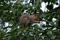Squirrel Eating a Nut In a Treetop Royalty Free Stock Photo