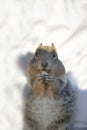 Squirrel eating a nut Royalty Free Stock Photo