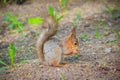 Squirrel eating a nutlet. Red squirrel. Squirrel is eating. Rodent. Animals of the park