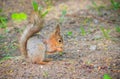 Squirrel eating a nutlet. Red squirrel. Squirrel is eating. Rodent. Animals of the park Royalty Free Stock Photo