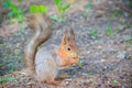 Squirrel eating a nutlet. Red squirrel. Squirrel is eating. Rodent. Animals of the park