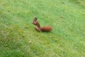 Squirrel eating nuts Royalty Free Stock Photo