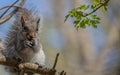 Squirrel eating nuts on a branch with leafy twigs above him