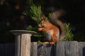 Squirrel eating nuts from the dish Royalty Free Stock Photo