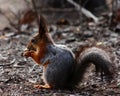 Squirrel Royalty Free Stock Photo