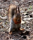Squirrel Royalty Free Stock Photo