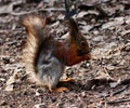 Squirrel Royalty Free Stock Photo