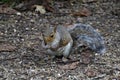 A squirrel eating nuts in the forest. This is a closeup using a macro lens. Royalty Free Stock Photo
