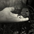 Squirrel eating nuts with hands and smiling