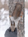 Squirrel eating nuts from palm hangs on a tree upside down Royalty Free Stock Photo