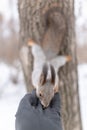 Squirrel eating nuts from palm hangs on a tree upside down Royalty Free Stock Photo