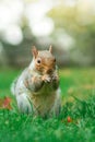 Squirrel eating nuts in parco del Valentino Turin Italy Royalty Free Stock Photo