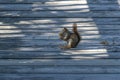 Squirrel Eating Nuts on a Sunny Boardwalk