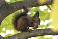 Squirrel eating nuts on a tree branch Royalty Free Stock Photo