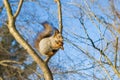 Squirrel eating nuts. Royalty Free Stock Photo