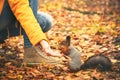 Squirrel eating nuts from woman hand and autumn leaves on background wild nature Royalty Free Stock Photo