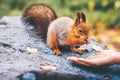 Squirrel eating nuts from woman hand