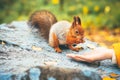 Squirrel eating nuts from woman hand forest on background