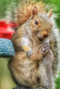 Squirrel eating out of feeder Royalty Free Stock Photo